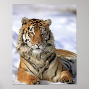 Siberian tiger, Pantheratigris altaica, Asien Poster