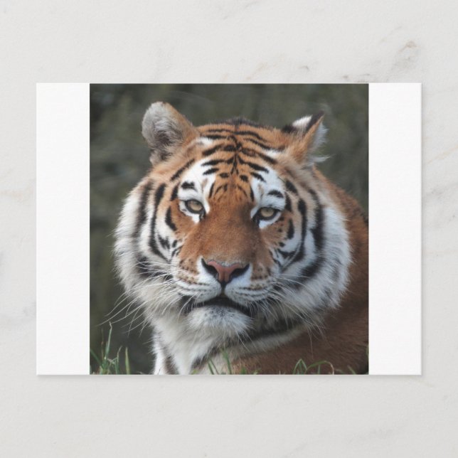 Siberian Tiger Porträtt Vykort (Framsida)