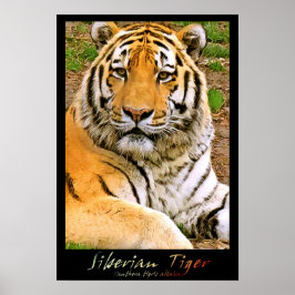 Siberian Tiger Poster