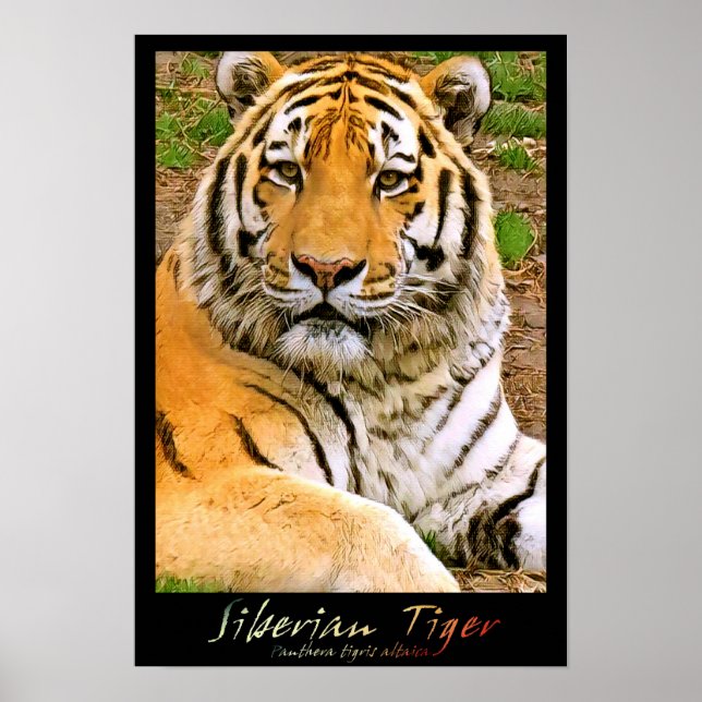 Siberian Tiger Poster (Framsidan)