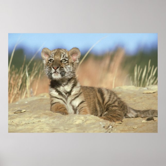Siberian Tiger Poster (Framsidan)