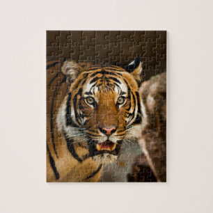 Siberian Tiger Pussel