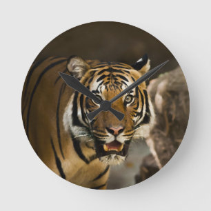 Siberian Tiger Rund Klocka