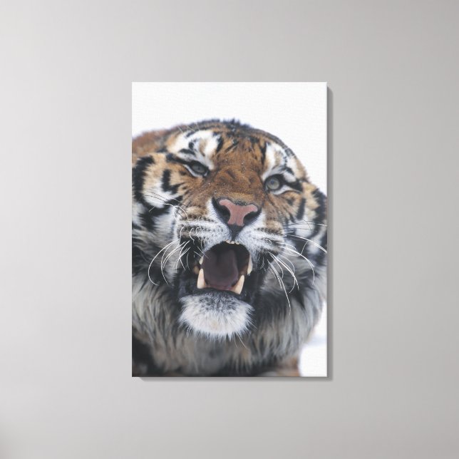 Siberian Tiger Snarling Canvastryck (Framsida)