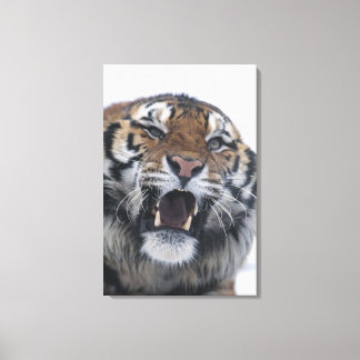 Siberian Tiger Snarling Canvastryck