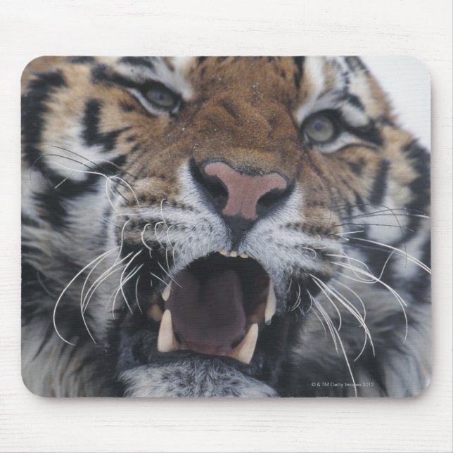 Siberian Tiger Snarling Musmatta (Framsidan)