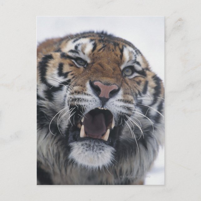 Siberian Tiger Snarling Vykort (Framsida)