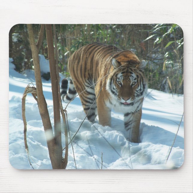 Siberian tiger som går i snö Mousepad Musmatta (Framsidan)