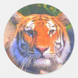 Siberian Tiger Stickers Runt Klistermärke