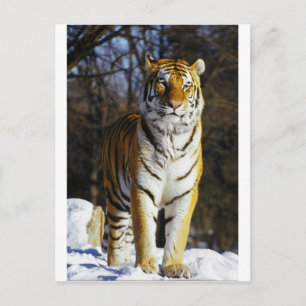 Siberian Tiger Vykort