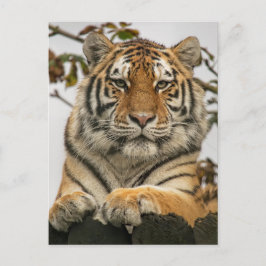 Siberian Tiger Vykort
