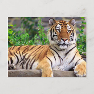 Siberian Tiger Vykort