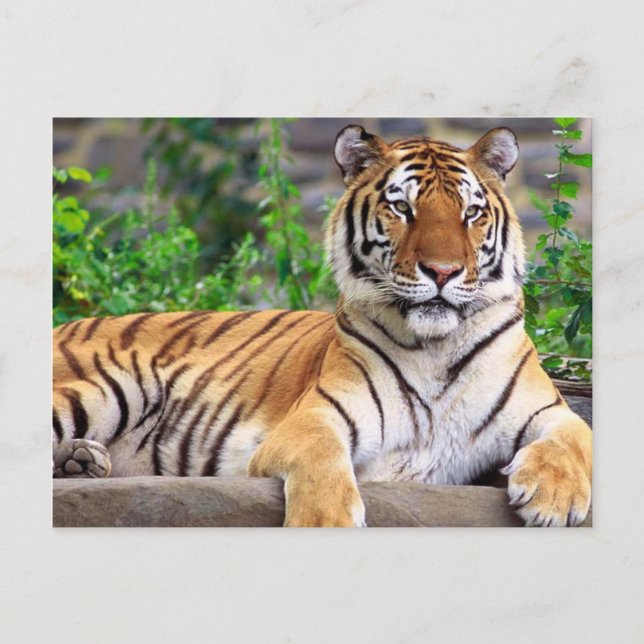 Siberian Tiger Vykort (Framsida)