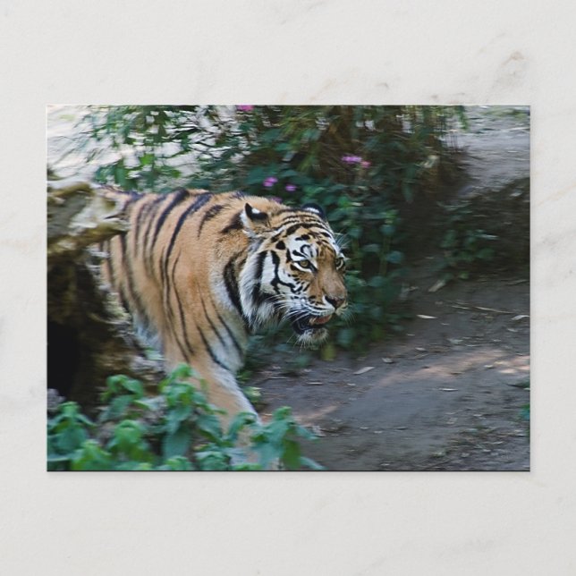 Siberian Tiger Vykort (Framsida)