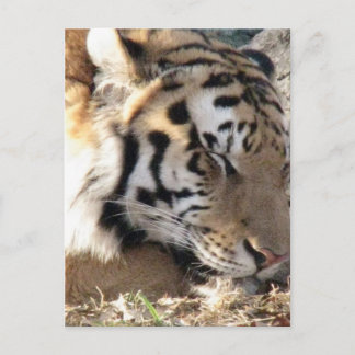 Siberian Tiger Vykort