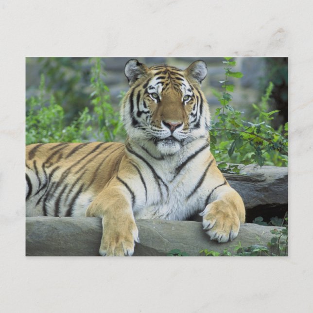 Siberian Tiger Vykort (Framsida)