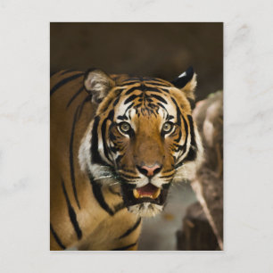 Siberian Tiger Vykort