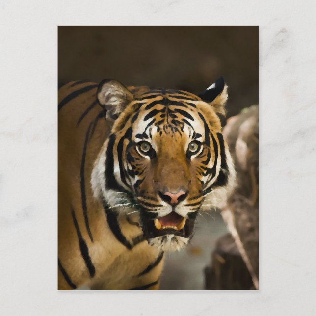 Siberian Tiger Vykort (Framsida)