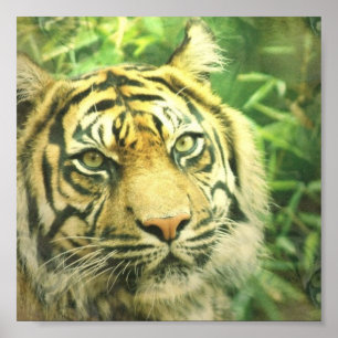 Siberian tigeraffischtryck poster