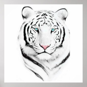 Siberian White Tiger Poster