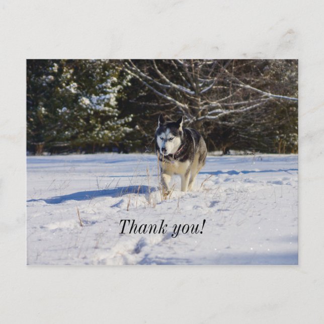 Siberisk Husky I Snön Tacksamhets vykort (Framsida)