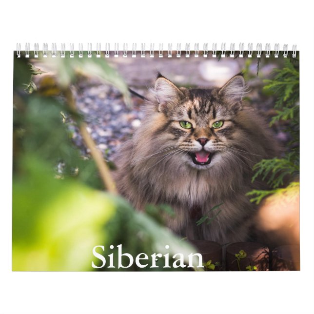 Siberisk kattkalender kalender (Omslag)