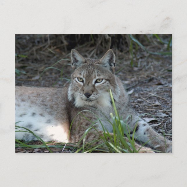 siberisk lynx 017 vykort (Framsida)