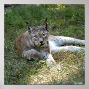 siberisk lynx 027 poster