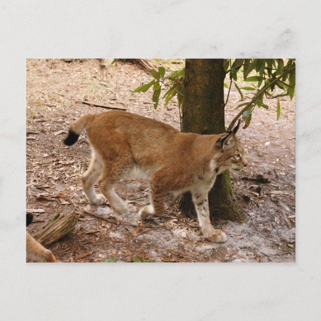 siberisk lynx 031 vykort (Framsida)