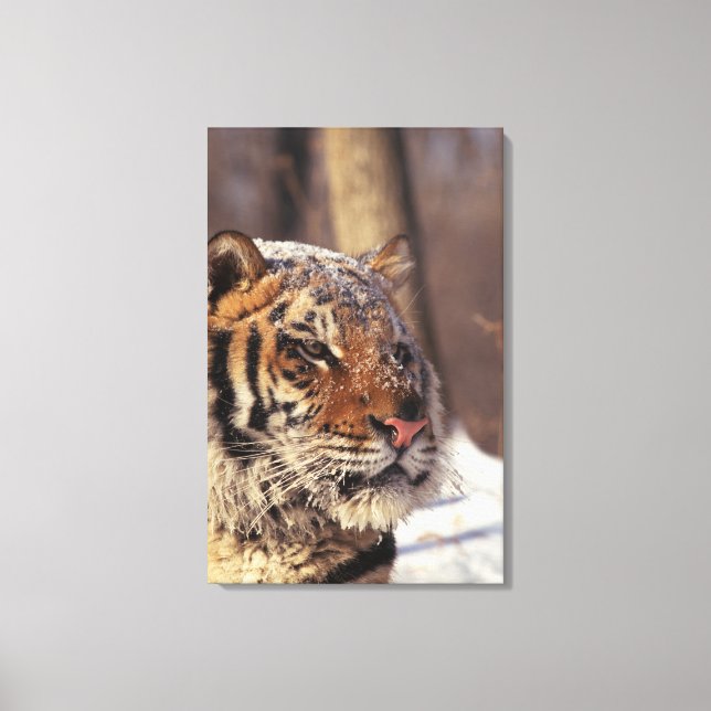 Siberisk tiger canvastryck (Framsida)