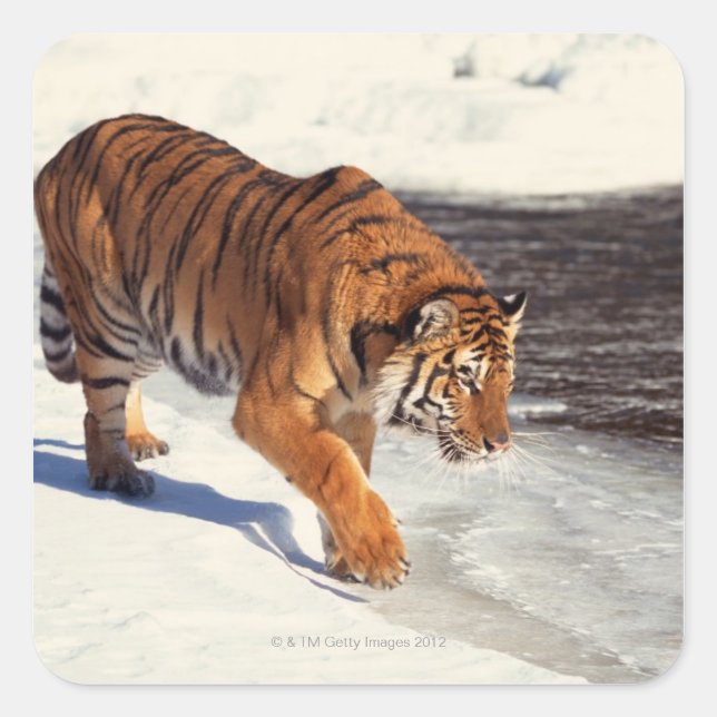 Siberisk tiger fyrkantigt klistermärke (Framsida)