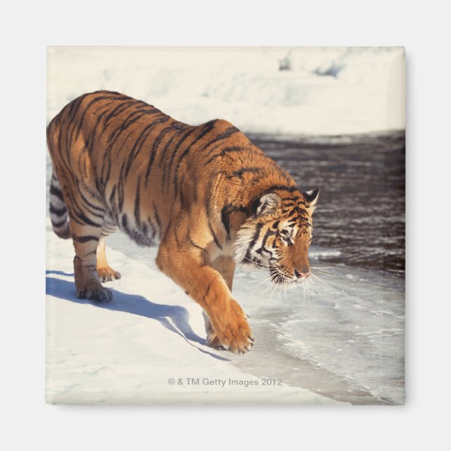 Siberisk tiger magnet (Framsidan)