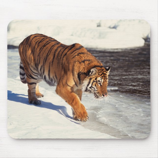 Siberisk tiger musmatta (Framsidan)