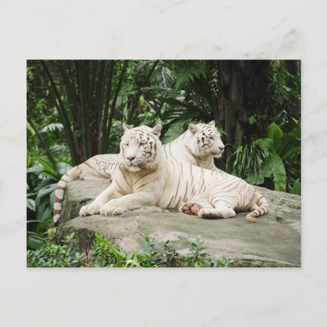 Siberisk tiger vykort (Framsida)