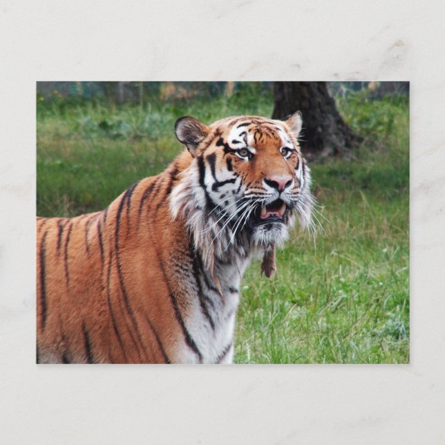 Siberisk tiger vykort (Framsida)