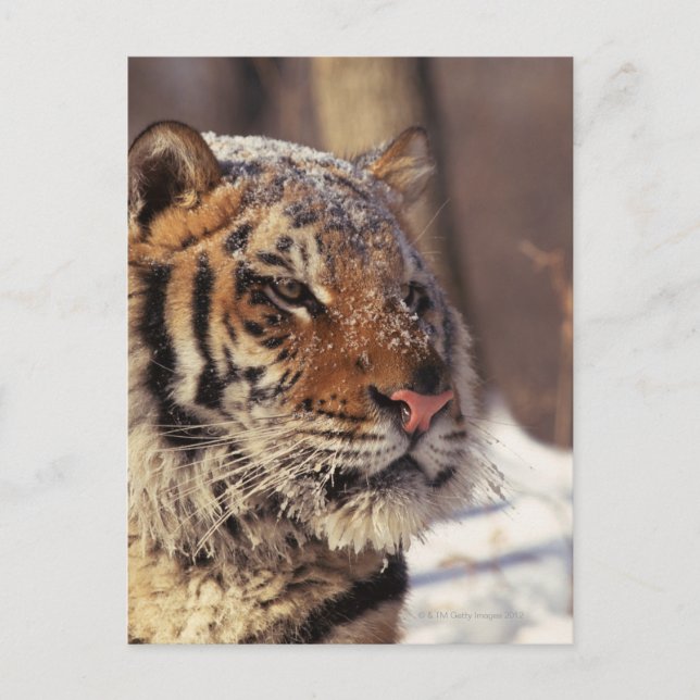 Siberisk tiger vykort (Framsida)