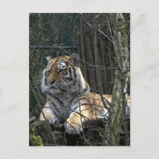 Siberisk tiger vykort