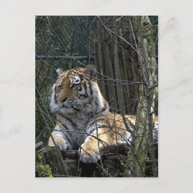 Siberisk tiger vykort (Framsida)