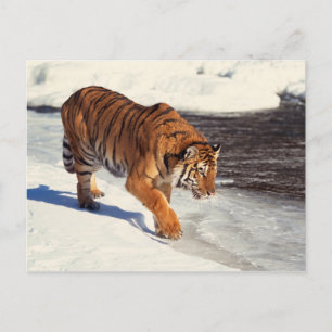 Siberisk tiger vykort