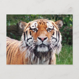 Siberisk tiger vykort