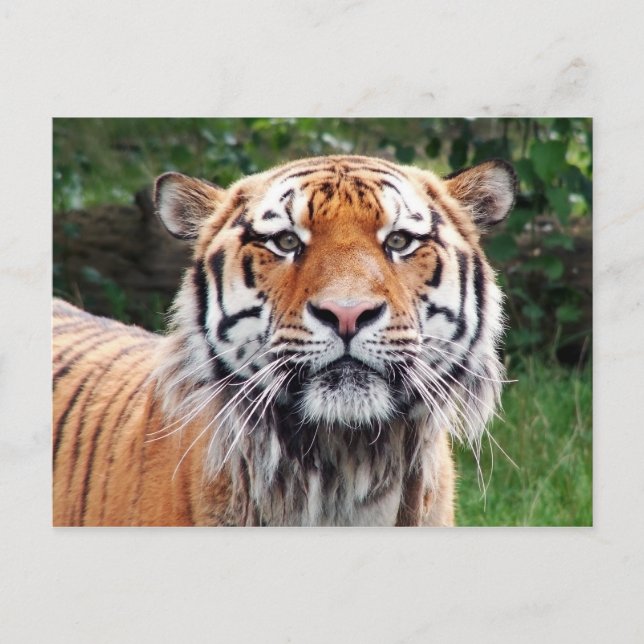 Siberisk tiger vykort (Framsida)