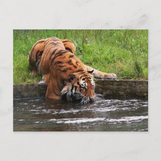 Siberisk tiger vykort