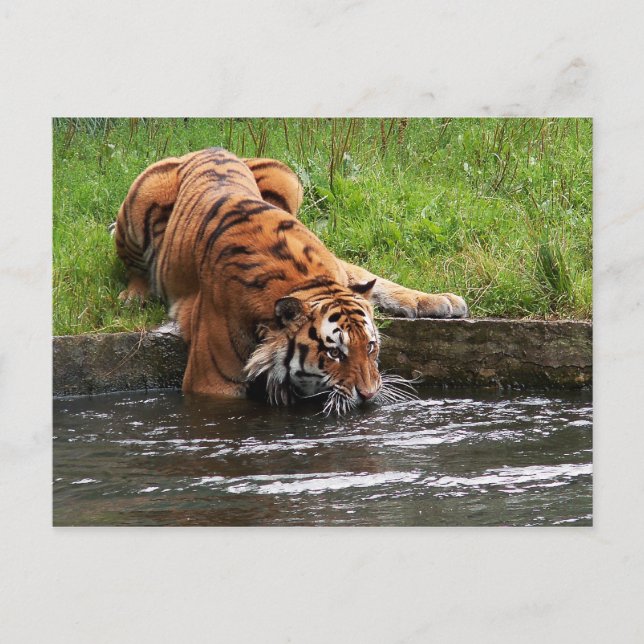 Siberisk tiger vykort (Framsida)