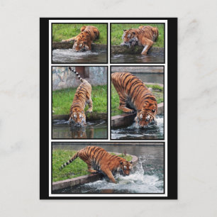 Siberisk tiger vykort