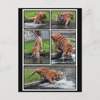 Siberisk tiger vykort
