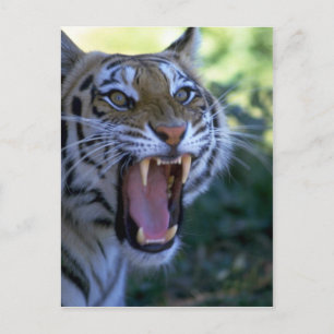 Siberisk tigerodling vykort
