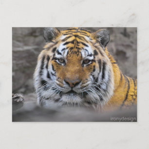 Siberiska tigerfoto vykort