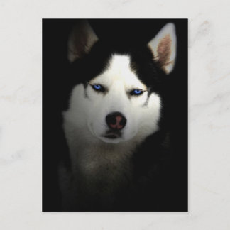 Sibirien Husky Vykort