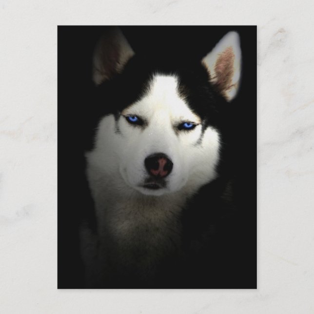 Sibirien Husky Vykort (Framsida)