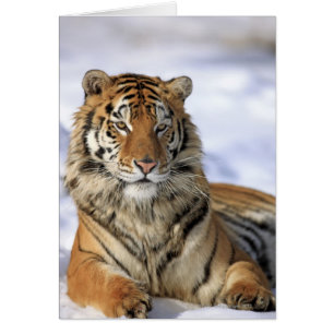 Sibirien Tiger, Panthera tigris altaica, Asien Hälsningskort
